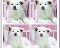 抽奖砸金蛋同城热促，享犬只寄养超值优惠