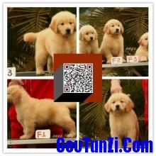 可爱健康的美系大头金毛宝宝待售