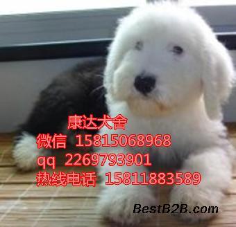 中山古代牧羊犬购买指南 哪里买及价格参考