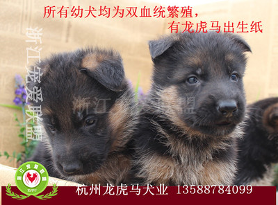 浙江宠爱联盟官网 本地犬只销售与宠物寄养服务指南