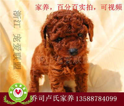 浙江宠爱联盟官网犬只本地销售与杭州19楼宠物交易综合服务