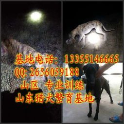 福建永定地区德国牧羊犬购买与犬只寄养服务指南