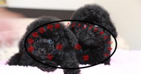 德宏宠物狗犬只寄养指南 为爱宠寻找安心之家