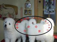 百色宠物狗犬只寄养指南 让爱宠安心，让主人放心