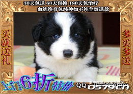 关于浙江地区纯种边境牧羊犬购买的温馨提示与指南