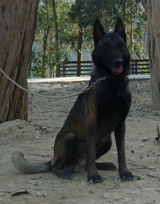 关于犬只购买的重要提示与建议