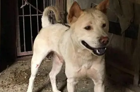 土猎犬市场价格与犬只寄养全解析