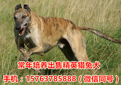 南京选购全活惠比特犬指南与专业犬只寄养服务详解