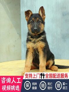 德牧挑选与购买全指南 好牌子、靠谱渠道一次说清