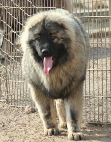 犬舍直销高加索幼犬成犬全国发货，晋江爱宠家庭的可信赖选择