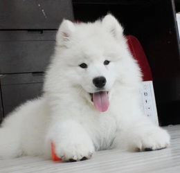 宠物家长的安心之选 重庆这家口碑惊人的萨摩耶犬舍值得推荐！