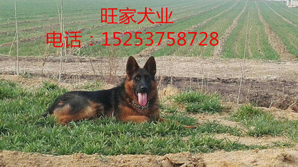 黄南杜高的特点与寄养指南