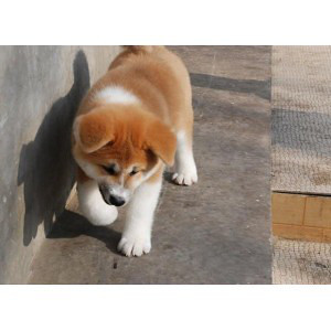 高品质秋田幼犬出售与专业寄养服务全指南