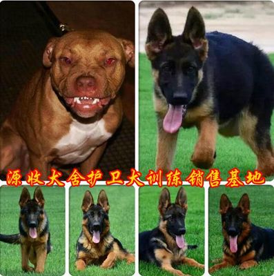 如何选择湖北地区纯种德牧与比特犬 价格指南及孝感购买途径