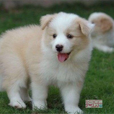 资阳地区出售聪明好训练的边境牧羊犬 疫苗齐全、完美售后与专业寄养服务