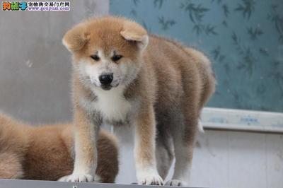 精品日本秋田犬出售与寄养服务