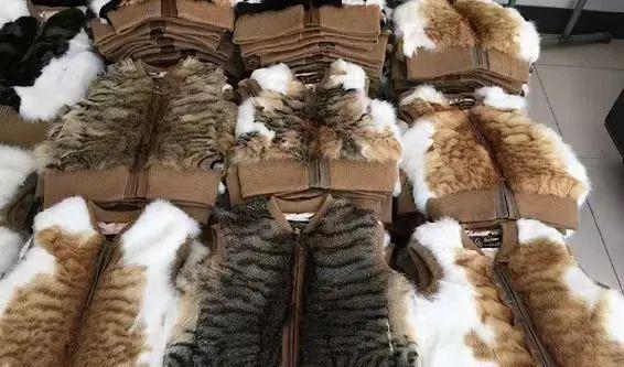 筑牢运输防线，斩断黑色食品链条——农业农村部新政为流浪动物撑起保护伞