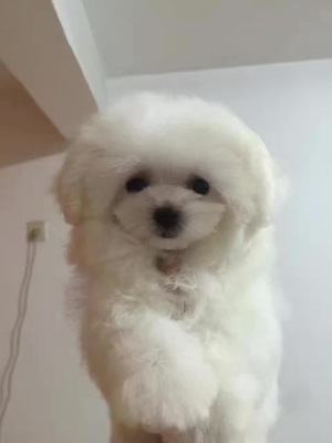 犬舍诚信直销 健康纯种马尔济斯幼犬，贴心送货服务