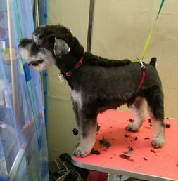 蔡塘萌多多宠物店——全方位的宠物生活服务专家