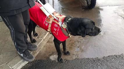 千万人口的城市，仅有四条导盲犬服役 盲人出行的困境与未来探索