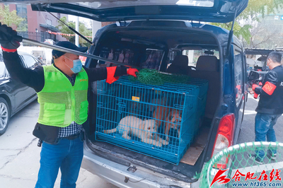 合肥经开区推行流浪狗常态化收容与规范犬只销售机制