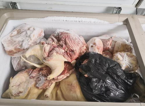 跨省毒狗百余只，犬只寄养埋隐患