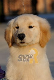 近期在售犬只汇总，价格优惠，敬请关注