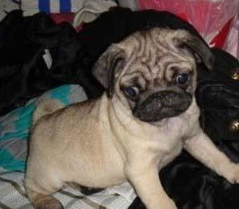 纯种双血统巴哥犬活体幼犬 鹰嘴精品，佛山宠物优选