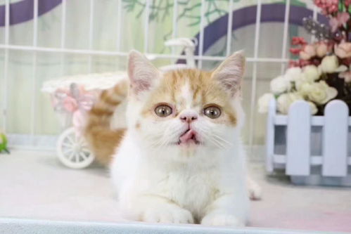 专业猫舍精品加菲猫繁殖与成都宠物寄养服务